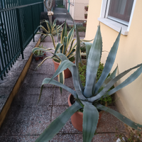 Agave