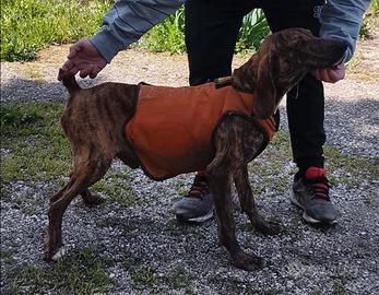 Segugio maremmano fortissimo sul cinghiale