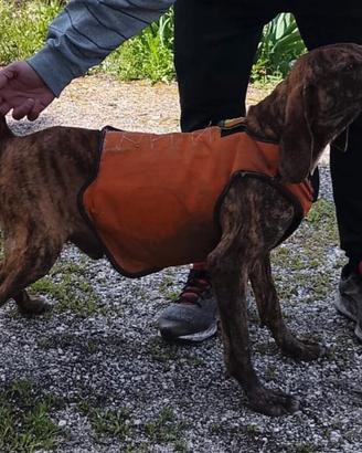 Segugio maremmano fortissimo sul cinghiale