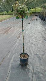 eleagnus ebbingei - olivello mezzo fusto