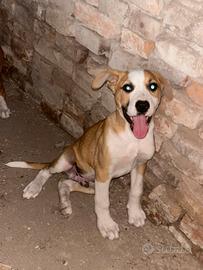 Cucciolo di Amstaff