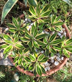 Agave lophantha quadricol variegata