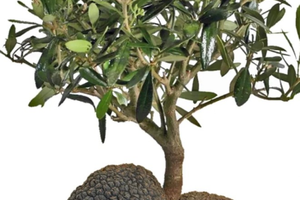 Terreno agricolo piantagione Ulivo e Tartufo 6300m