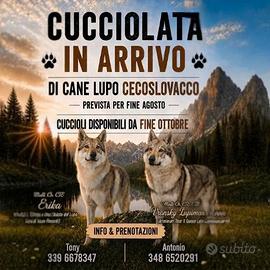 Cuccioli di lupo cecoslovacco