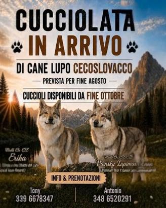 Cuccioli di lupo cecoslovacco