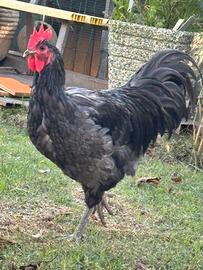 Gallo Australorp