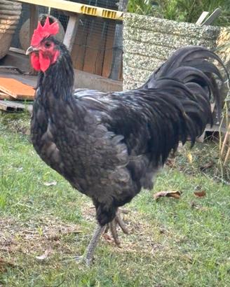 Gallo Australorp