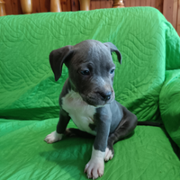 Cuccioli Amstaff Blu American Staffordshire t