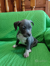 Cuccioli Amstaff Blu American Staffordshire t