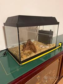 Acquario