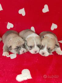 Welsh Corgi Pembroke cuccioli