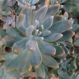 10 foglie di Sedeveria per propagazione