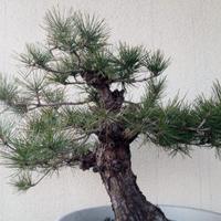 Pre bonsai Pino nero giapponese 