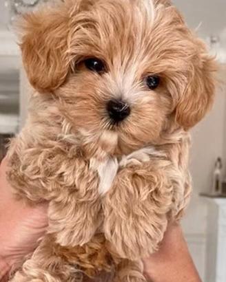 Maltipoo cuccioli