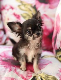 Chihuahua pedigree enci