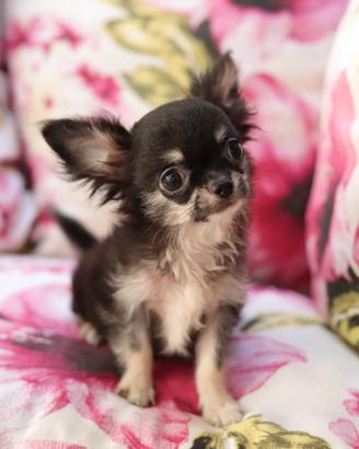 Chihuahua pedigree enci