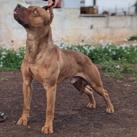 Pitbull maschio interno 4 anni
