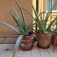 Piante di Aloe Vera