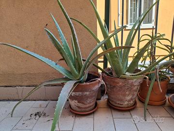Piante di Aloe Vera