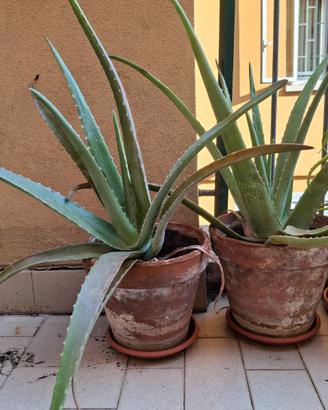 Piante di Aloe Vera