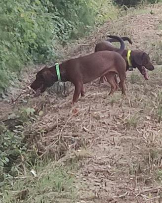 Cuccioli simil Dachsbracke