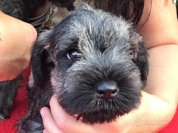 Cucciola di Schnauzer nano