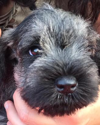 Cucciola di Schnauzer nano