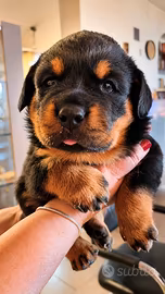 Rottweiler