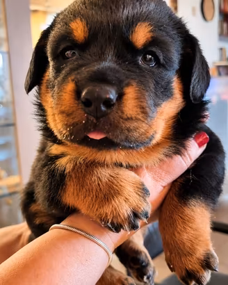 Rottweiler