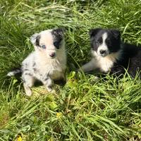 Cucciole femmine border collie