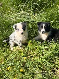 Cucciole femmine border collie