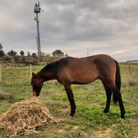 puledro di 18mesi 
