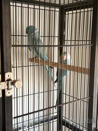 Coppia di pappagalli parrocchetto dal collare blu