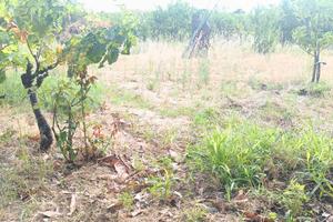 Terreno agricolo recintato