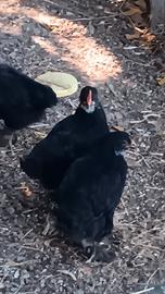 Pulcini maschi di razza marans pura