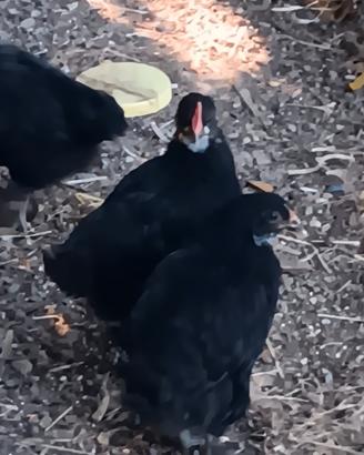 Pulcini maschi di razza marans pura