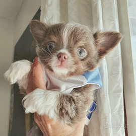 Chihuahua pelo lungo