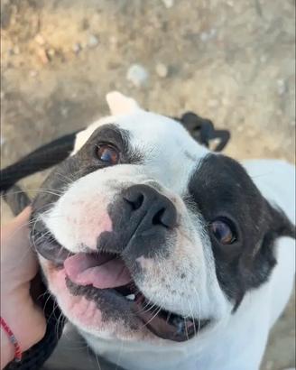Bull dog