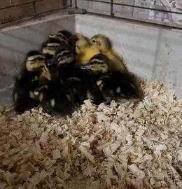 Paperelle di germano reale