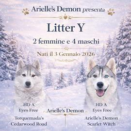 Siberian Husky, cuccioli alta genealogia