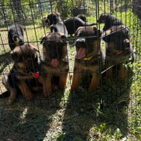 Cuccioli di pastore tedesco