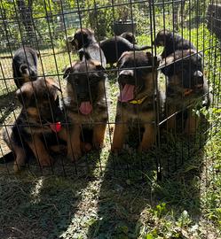 Cuccioli di pastore tedesco