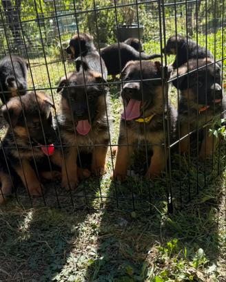 Cuccioli di pastore tedesco