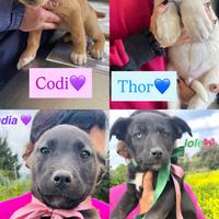 Cucciolo Labrador tipo meticcio nero beige