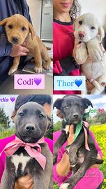 Cucciolo Labrador tipo meticcio nero beige