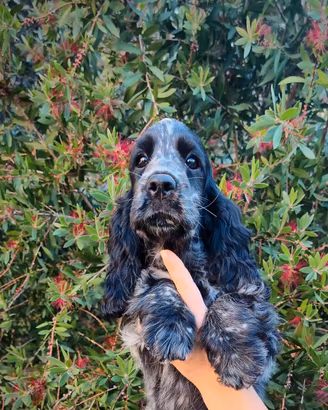 cucciola Cocker spaniel inglese blu roano 