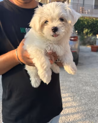 Cane maltese piccola taglia