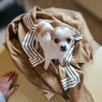 Cuccioli di chihuahua