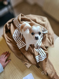 Cuccioli di chihuahua