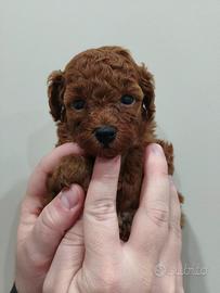 Barboncini Toy con pedigree Enci